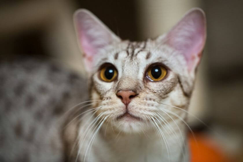 Ocicat – charakter