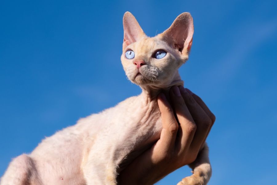 devon rex kot na rękach na tle nieba