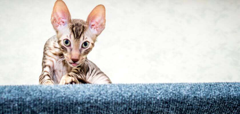 kot cornish rex - i jego zdrowie