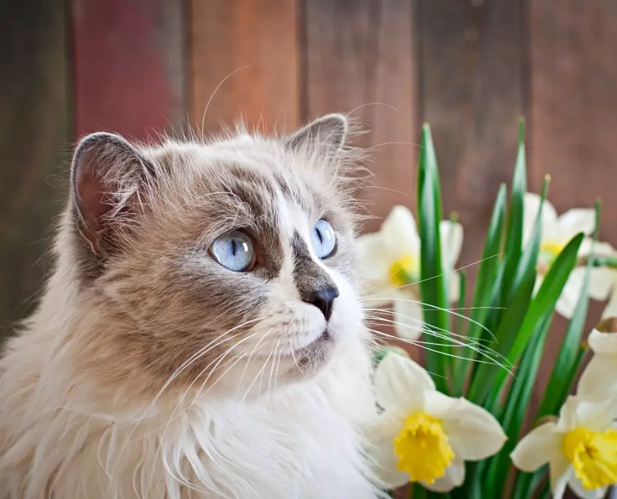 kot ragdoll dorosły kot portret na tle żonkili