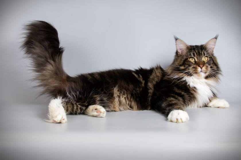 Kot rasy maine coon – opis