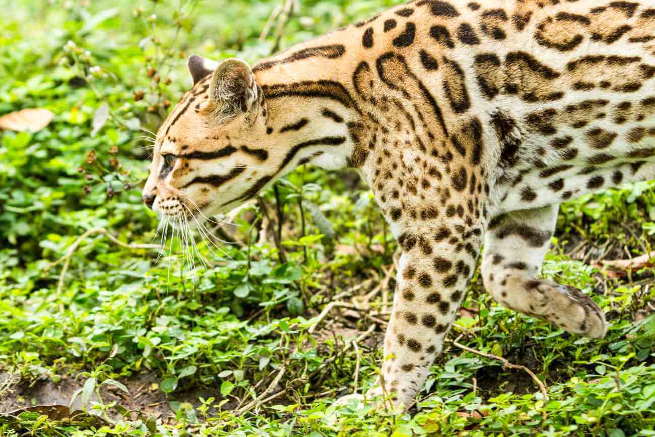 Leopardus Pardalis Fascynuj cy wiat Ocelot w E kot pl leopardus-pardalis-fascynuj-cy-wiat-ocelot-w-e-kot-pl