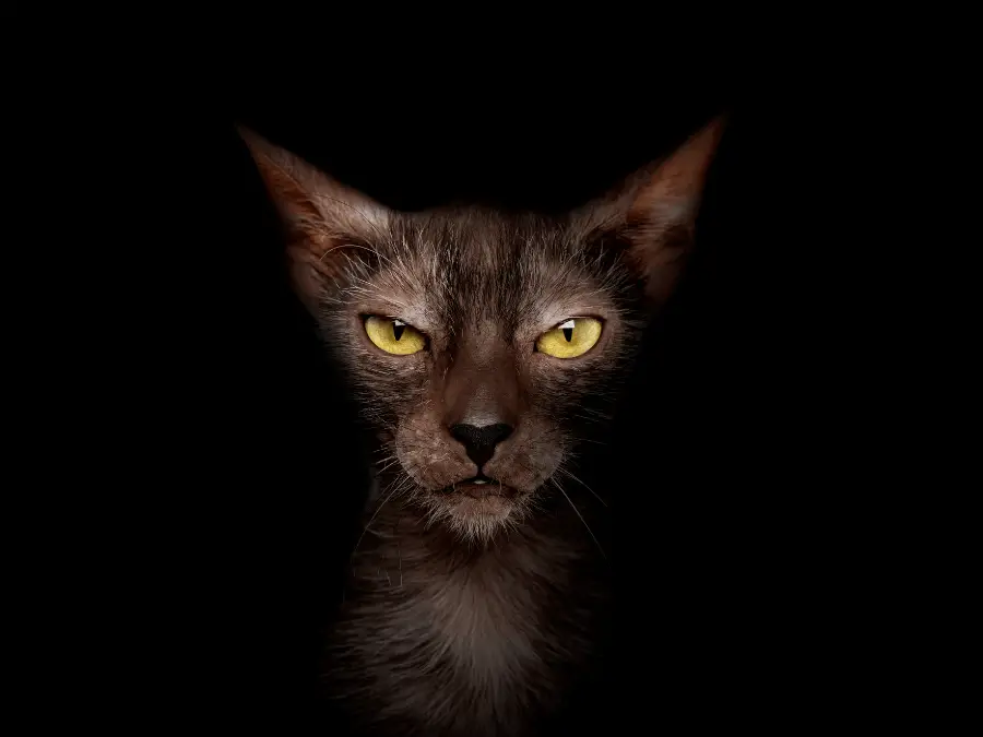 lykoi