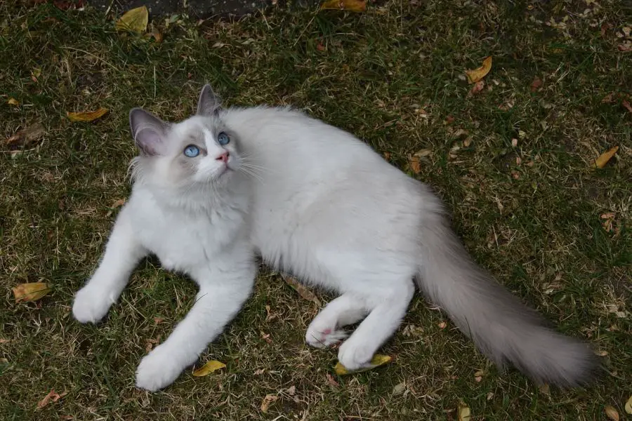 ragdoll delikatny przytulak