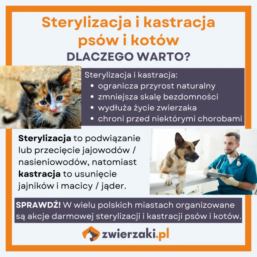 sterylizacja i kastracja infografika