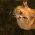 rudy kot patrzący w obiektyw